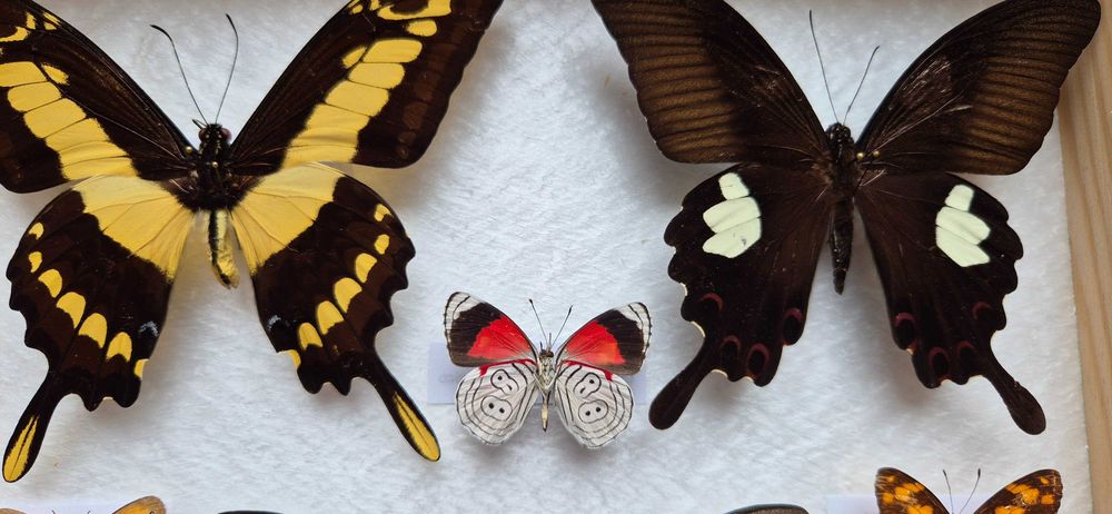 Gablotka motyle Agehana elwesi Papilio Diaethria i inne na ścianę