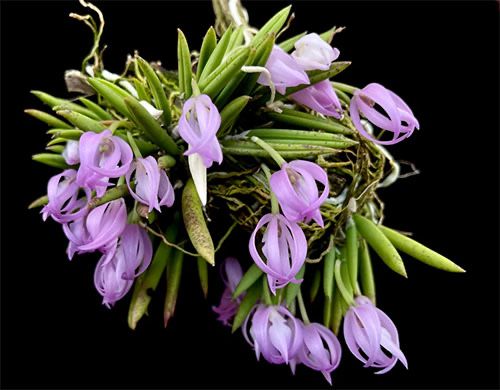 Орхідея Leptotes Unicolor кущ дорослий