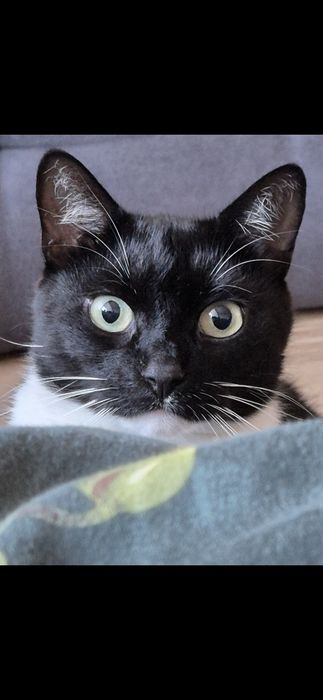 Zgubił się kot Stefan