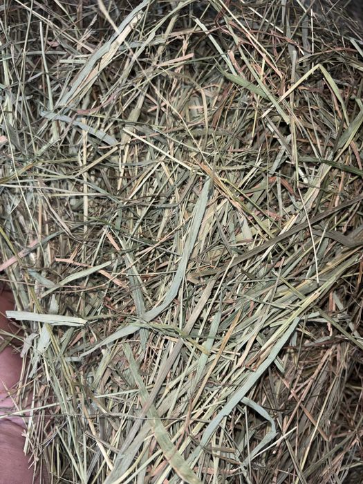 2kg sianko dla królika świnki morskiej szynszyli gryzoni siano