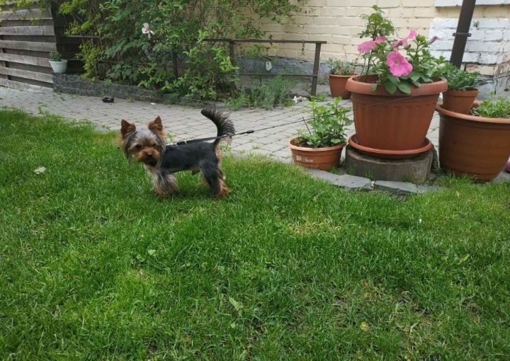 Йорк-міні опитний для в'язки