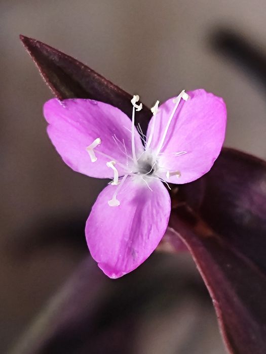 Традесканція Біла Міні та Фіолетова середня гіганська Кімнатна