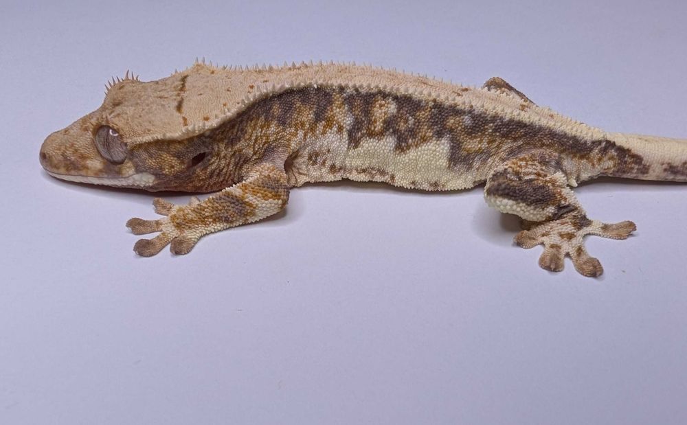 Gekon orzęsiony Lily White – 9 g, UNSEXED