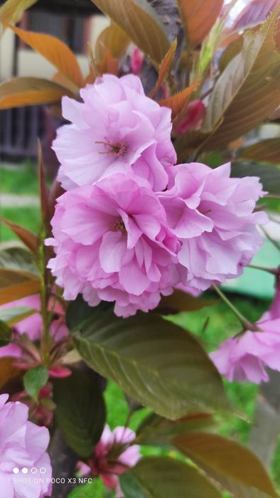 Відпочинок в Карпатах.