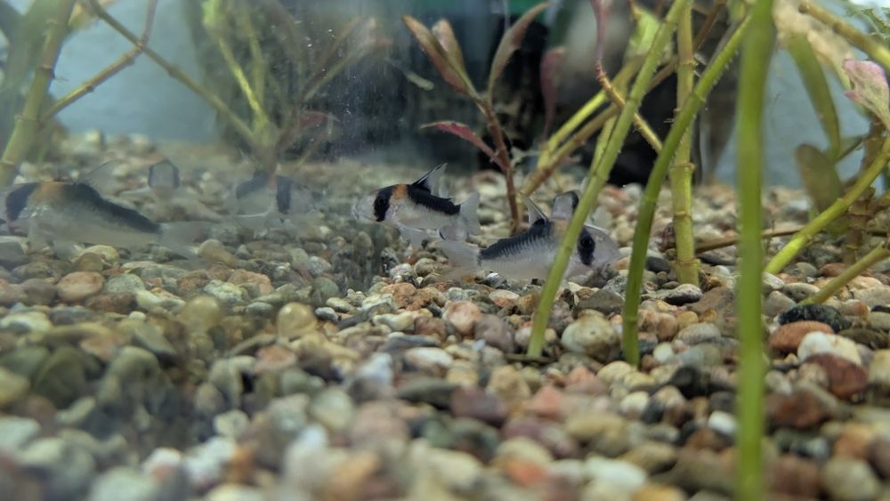 Kirysek adolfa polecam