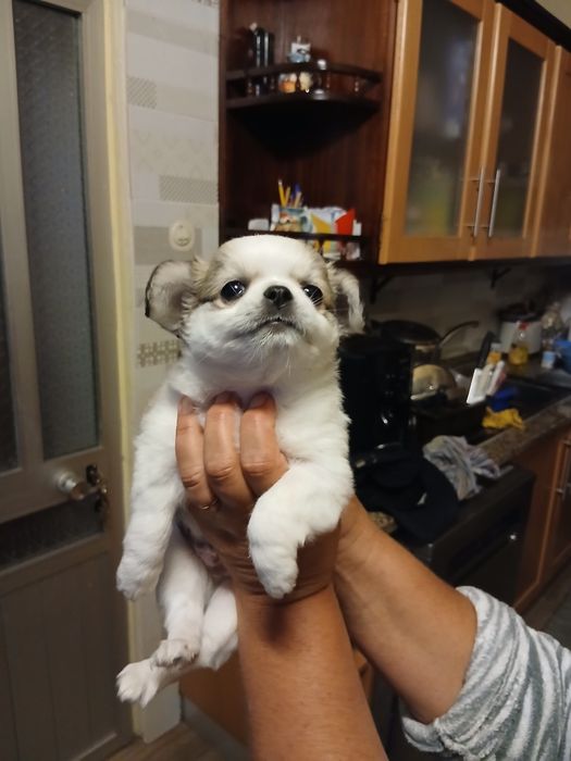 Chiuhuahua macho
