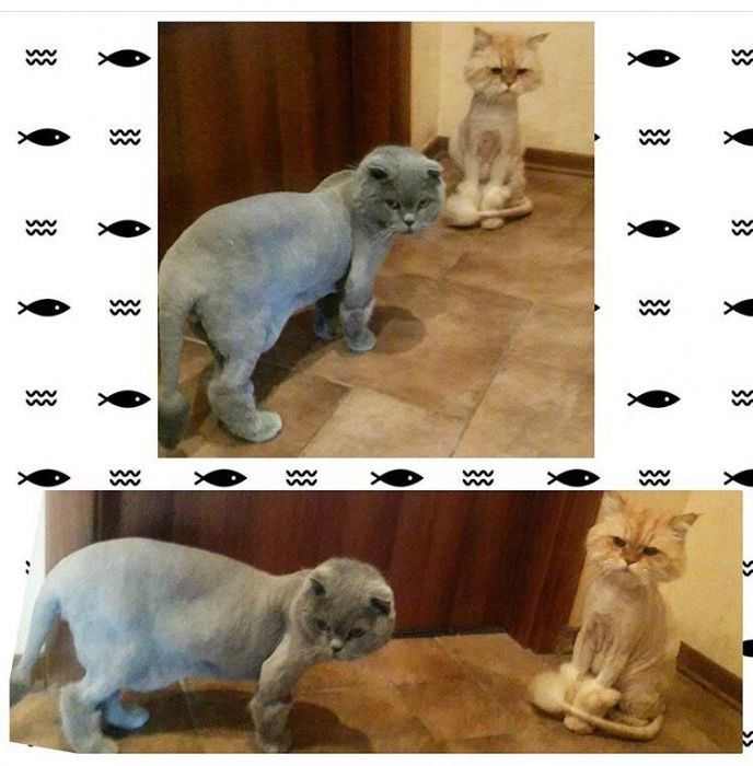 Грумер, сирижка котів! У мене або у Вас дома