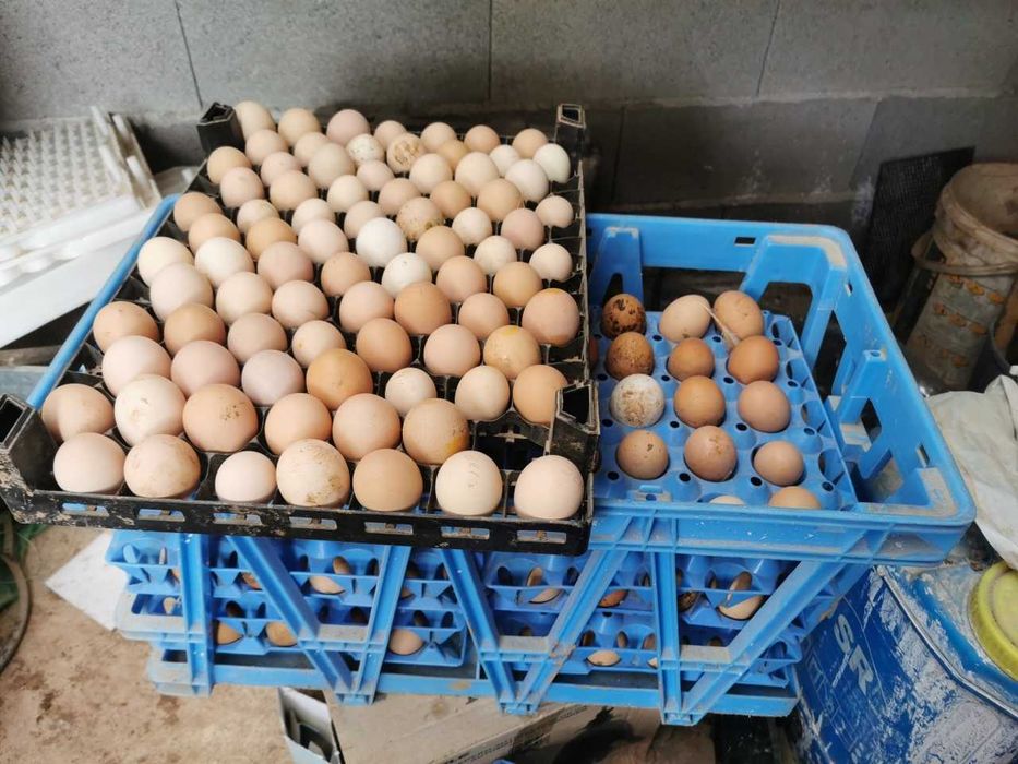 ovos galinha caseiros