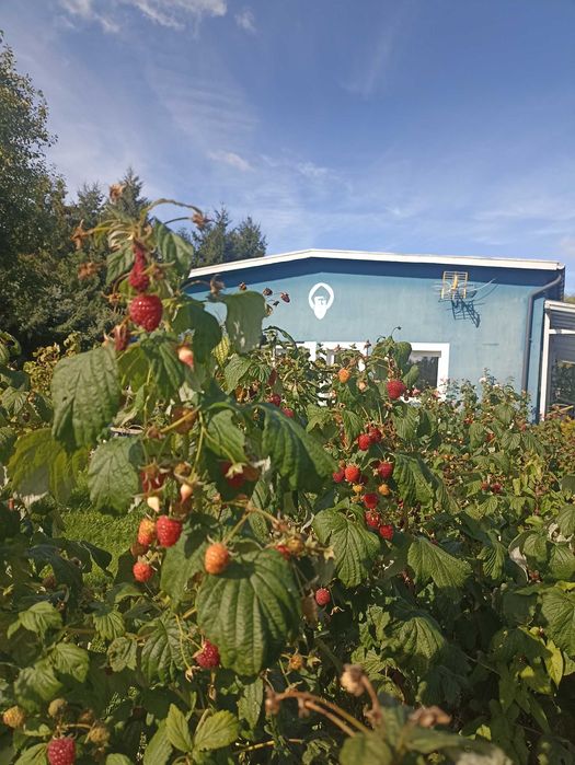 Maliny samozbiór 12zł