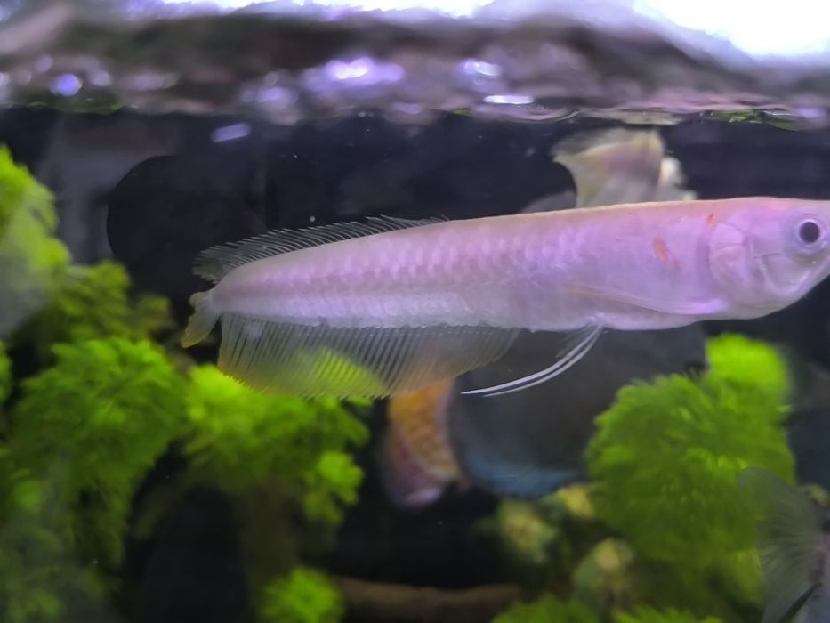 Arowana Albina (Osteoglossum Bichirroshum)