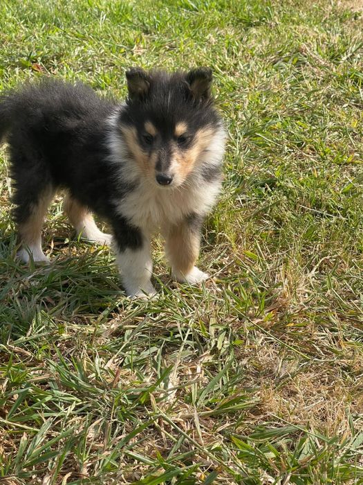 Macho Rough collie