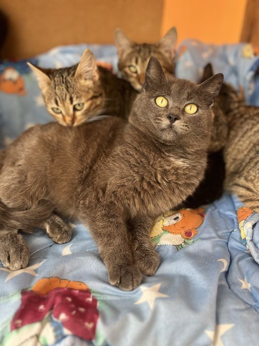 Пепельный мальчик 5-6 мес