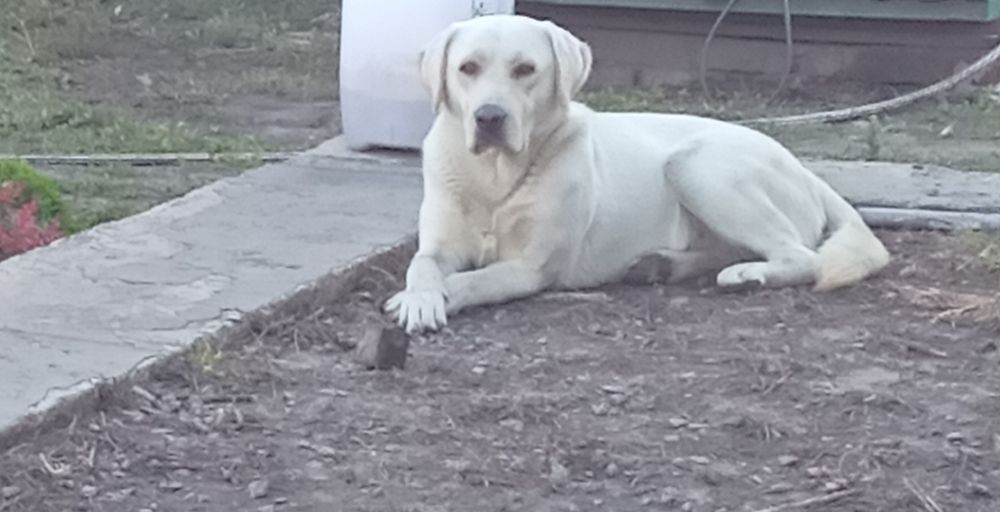 Продам лабрадор хлопчик