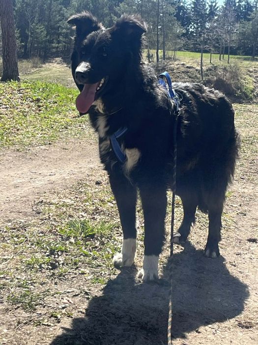 piękny, młody psiak do adopcji