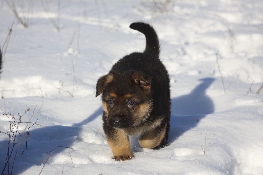 Хлопчик німецької вівчарки з професійного розплідника