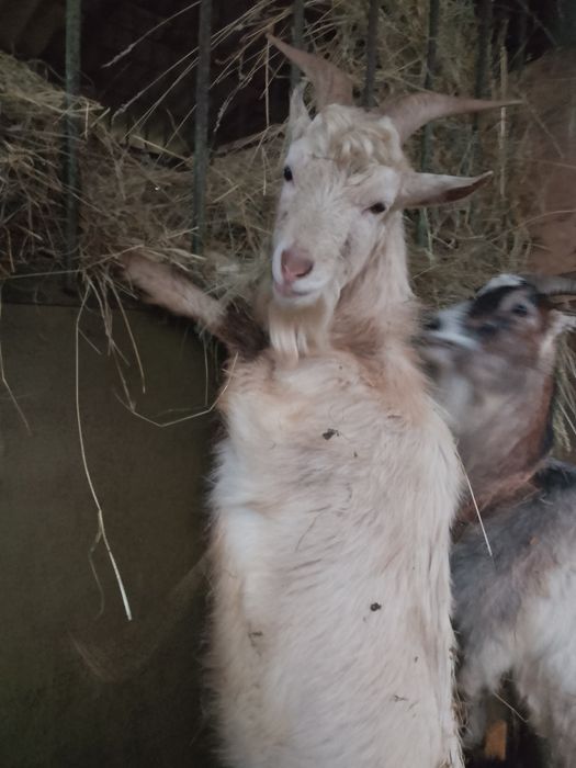 Продаю цапа молодого