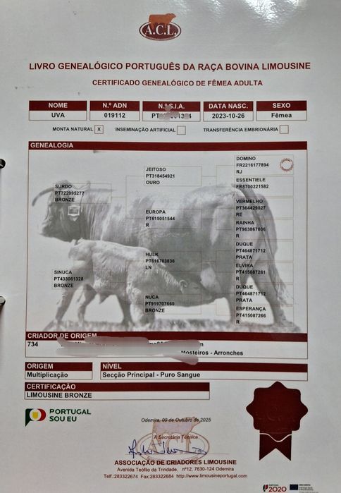 Novilha limousine Pura