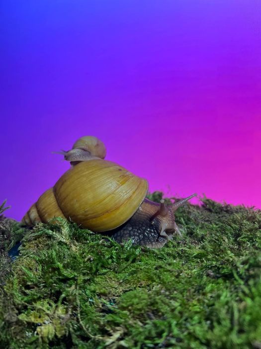 Равлики Ахатина Херсон