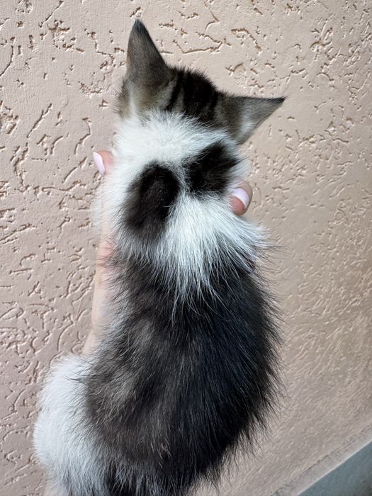 Кошеня. 1,5 місяці хлопчик
