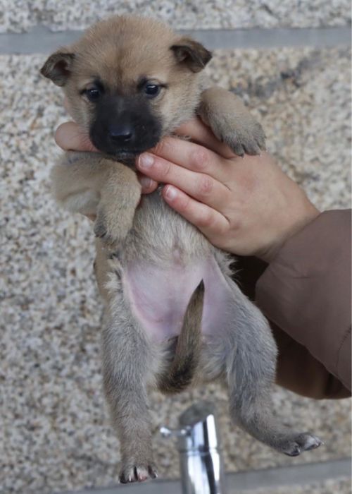 cães de porte grande bebés
