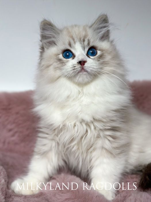Śliczny kociak Ragdoll poleca  się do kochania MILKYLAND