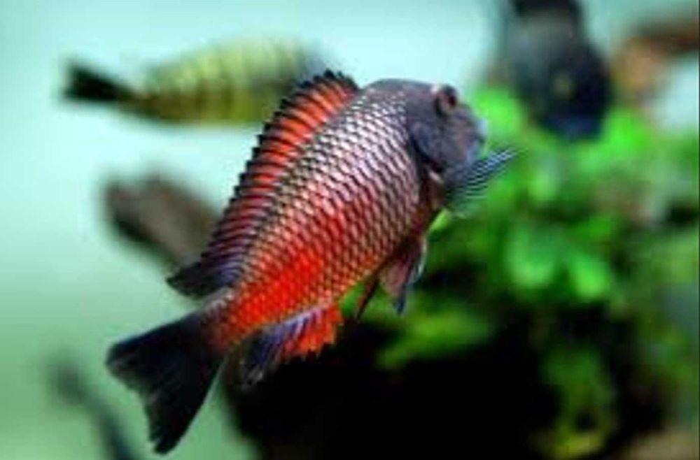 Tropheus sp. Moliro Red - pokolenie F1 - dowóz, wysyłka