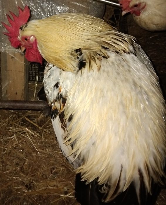 Garniso macho adulto