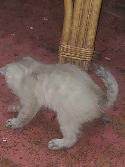 Продаж кошенят ₴₴₴₴₴