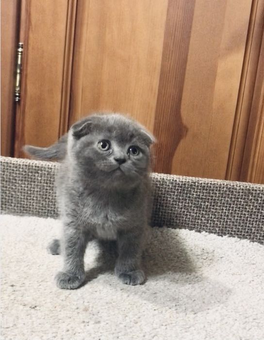 Пропоную дівчинку