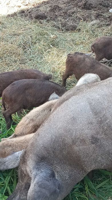 Поросята кармали