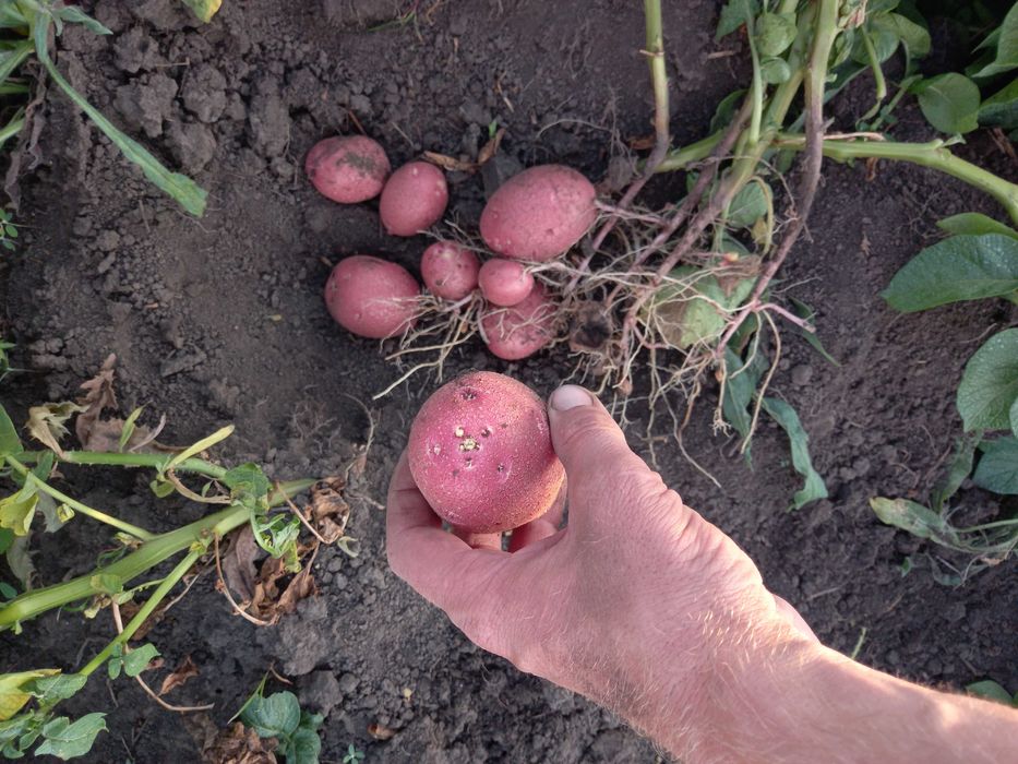 Насіння картоплі