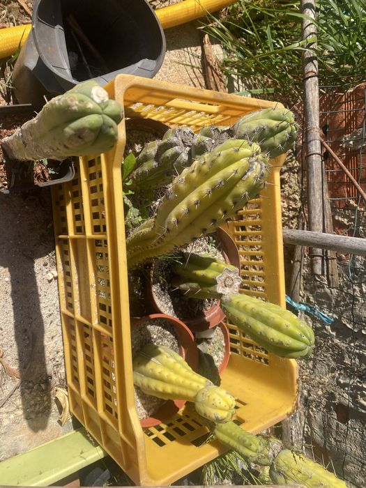 Vendo cacto São Pedro