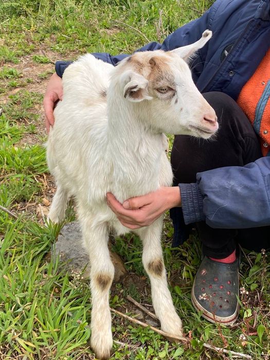 Cabrito macho muito promissor para reprodução