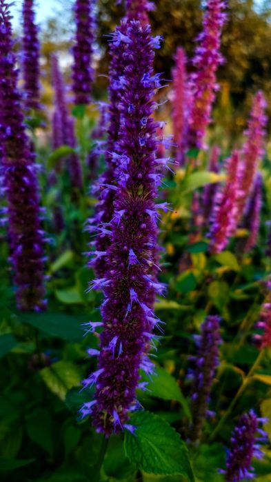 Семена, насіння Лофант тибетский, Многоколосник морщинистый