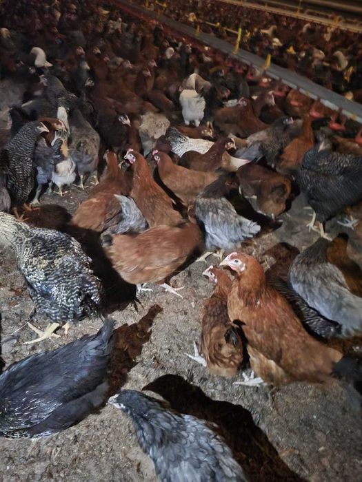 Kury nioski młode z pierwszym jajkiem prosto od hodowcy.Zdrowe Kury