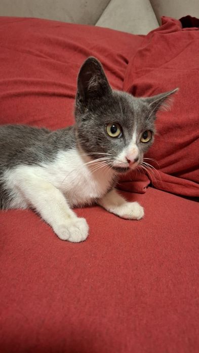 Gatinhos bebes para adopção