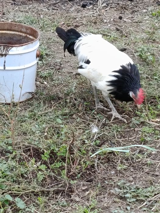 Vendo galo raça Lakenvalder