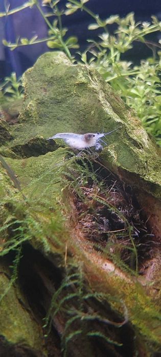Krewetki Neocaridina White Pearl