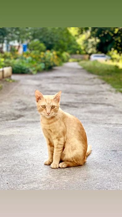 Отдам рыжего котенка, мальчик, 6 месяцев