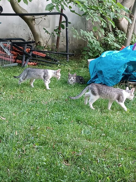 Trzy kotki szukają kochającego domu
