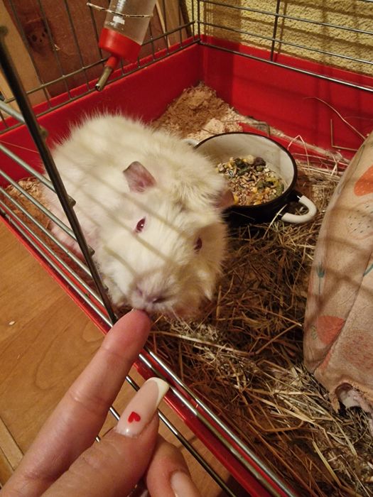 Oddam świnkę morską z klatką