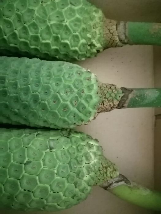 Fruto de Costela de Adão - ananás banana