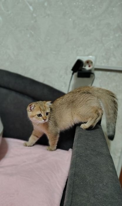 Шотландські кошенята
