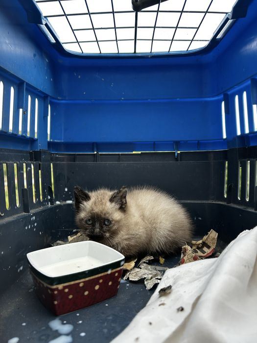 Gatinho para adotar