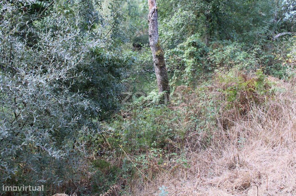 Terreno na margem do Rio Dão