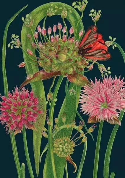 Karnet B6 z kopertą Czosnek nocą. Madame Treacle