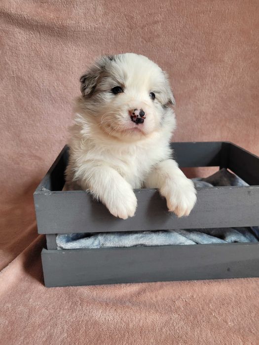 Border collie blue merle ZKwP/ FCI