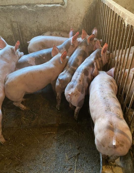 Поросята для відгодівлі