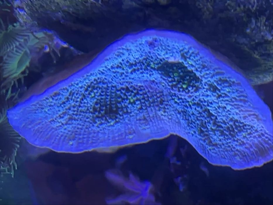 Echinophyllia Green Chalice - korale morskie