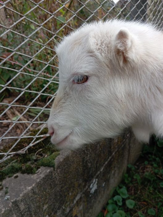 Кози, молоді, хароші